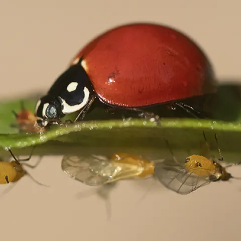 Lady beetle eating aphid. (Photo by Kathy Keatley Garvey)