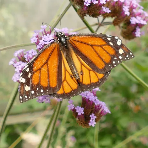 Photo of a orange and brown monarch butterfly perched on a flower stalk.