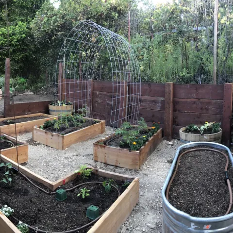 recently planted vegetable garden with several raised beds