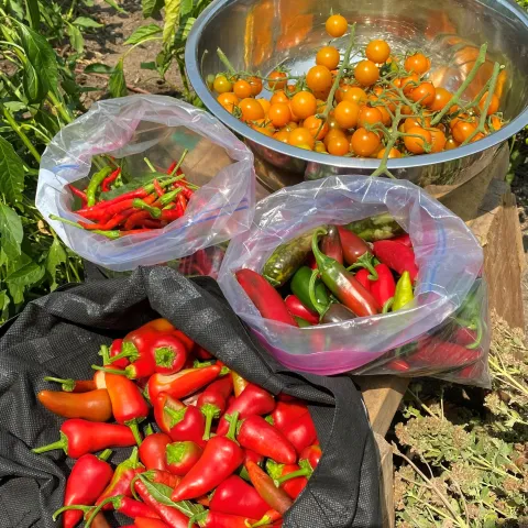 bags of harvested peppers and tomatoes