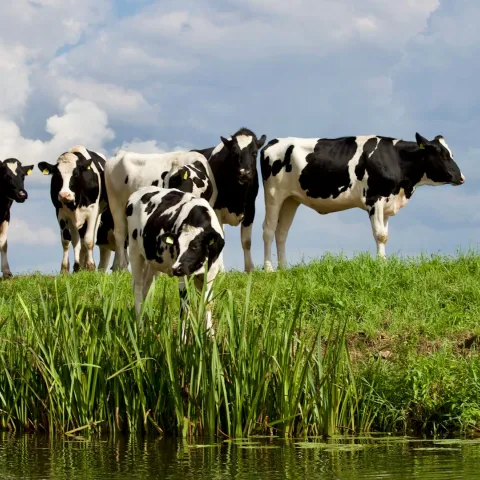 Cows standing next to a waterway