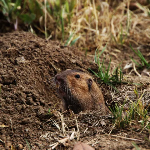 close up of gopher popping its head out of its hole