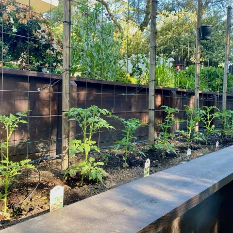 Tomato Plants in Raised Bed