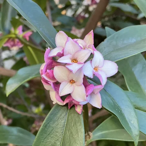 pink four-petaled blossom bunch on long dark green leaves