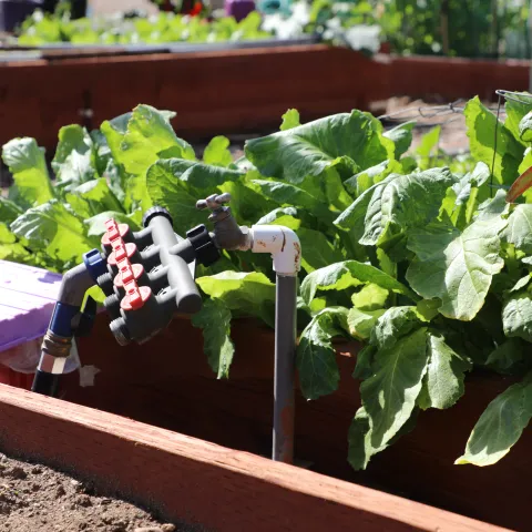 Garden irrigation setup in a raised garden bed