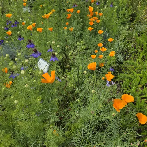 California Poppies and Nigella in Central Park Gardens of Davis. Photo by Paula Haley