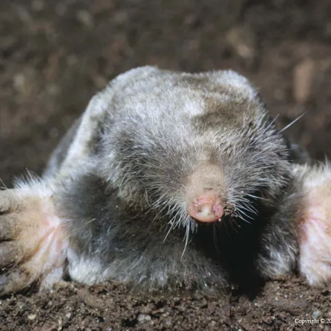 Broad-footed mole. UC IPM Program