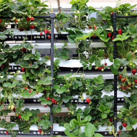 A hydroponic growing rack of strawberries.