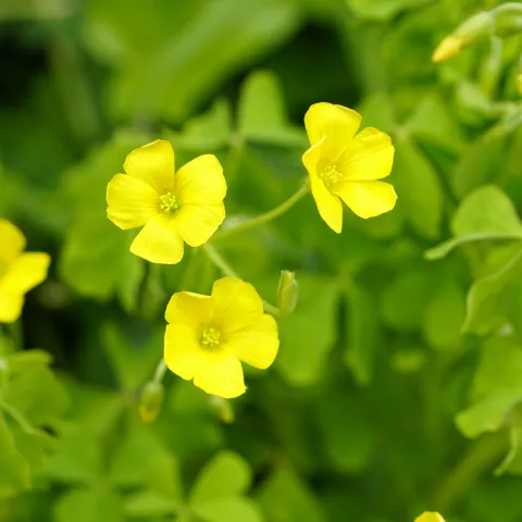 Photo of blooming oxalis growing in a garden.