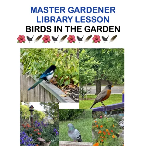 Birds in the Garden library activity for May