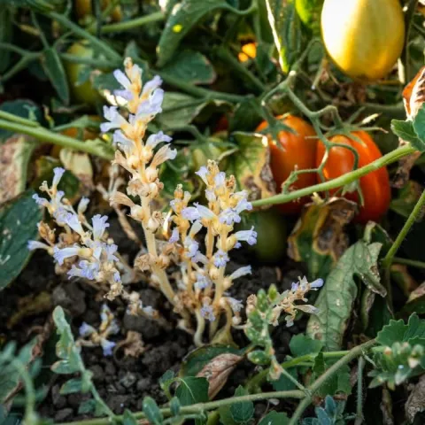 Branched broomrape growing among tomatoes in a research field