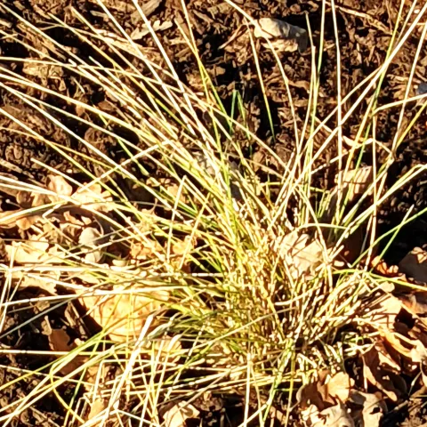Browning weed in leaf litter