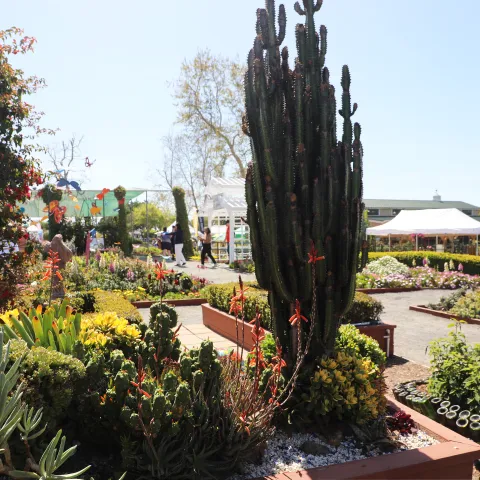 Garden at the Carlsbad Flower Fields