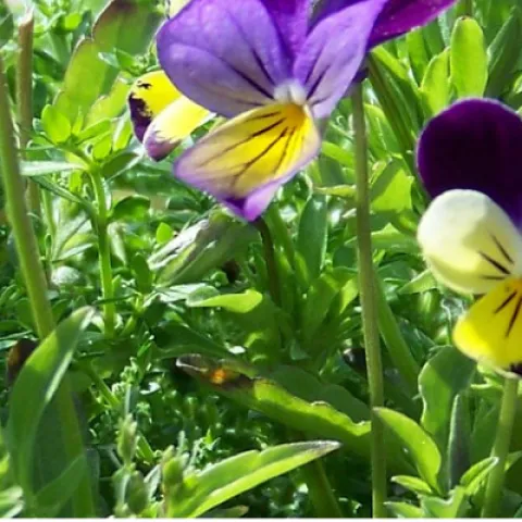 Johnny Jump-Up flowers and bell flowers