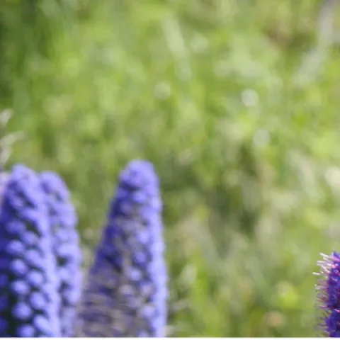 iridiscent purple and purple-blue flowers of the Pride of Madeira plant