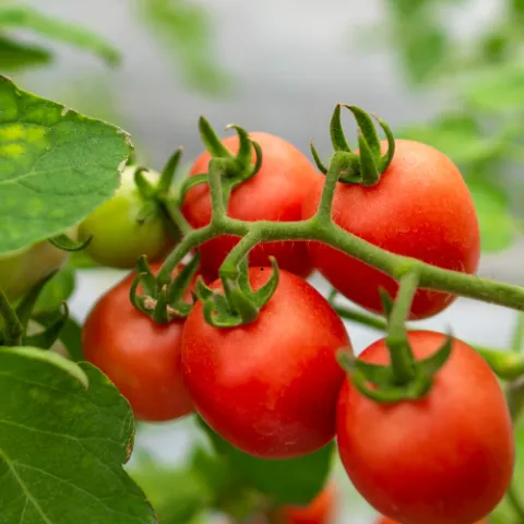 tomatoes on the vine