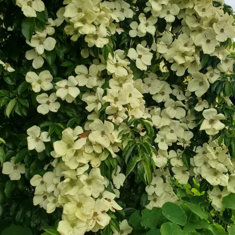 White flowers of the dogwood, Cornus capitata