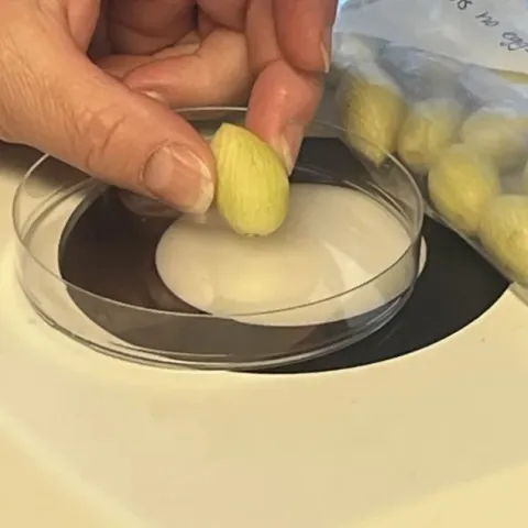 Pistachos bajo el microscopio.