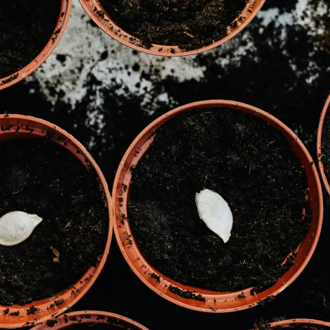 Small plant pots filled with soil and a pumpkin seed.