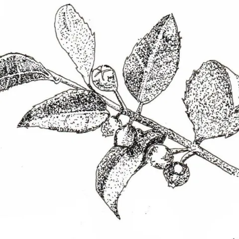 A black and white drawing of huckleberry leaves and fruit