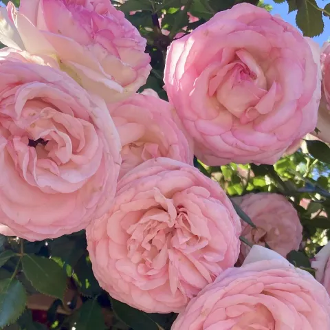 Pink roses