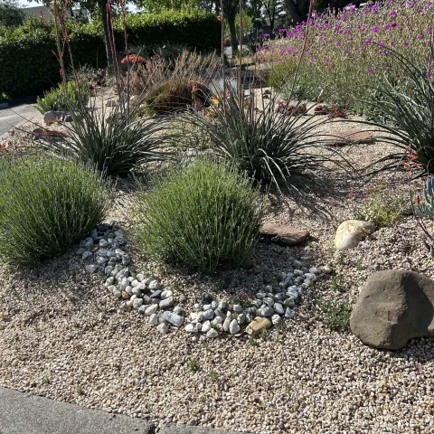 Large, drought resistant shrubs planted in rocks.