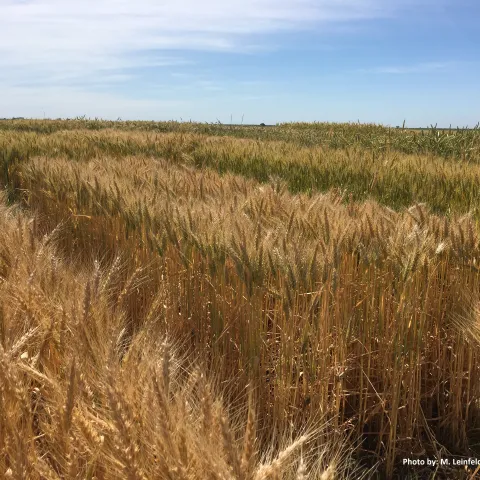 Mature wheat plants growing in a field