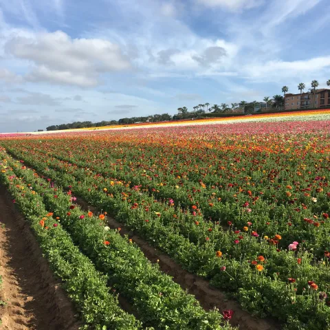 The ranunculus fields in Carlsbad
