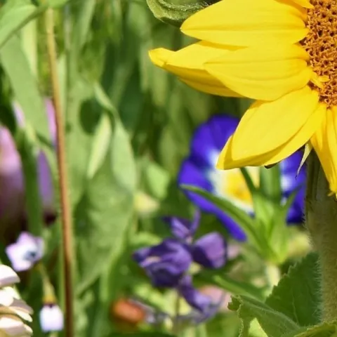 Create a 12 month garden