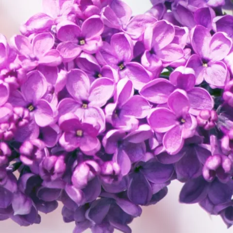 Lilac flower bunch