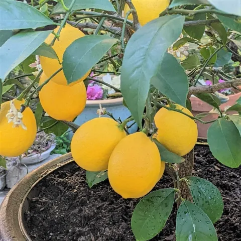 Meyer lemon plant