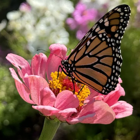 Monarch butterfly resting in the center of a pink flower.