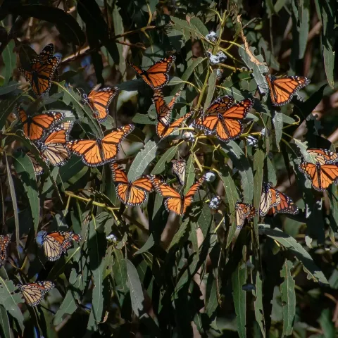 Cientos de mariposas monarcas se posan sobre las hojas de un arbusto.