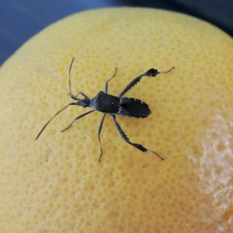 Photo of an adult leaffooted bug resting on an orange.