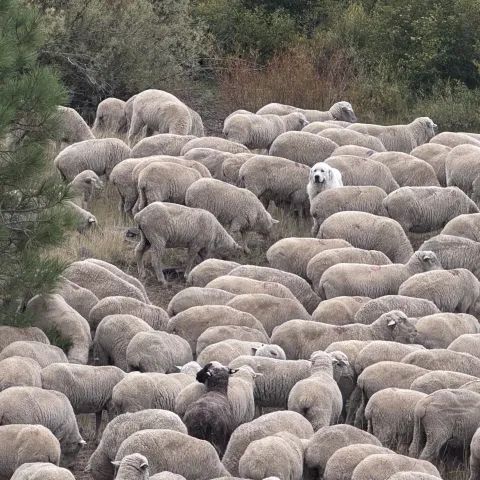 Livestock guardian dog surrounded by sheep