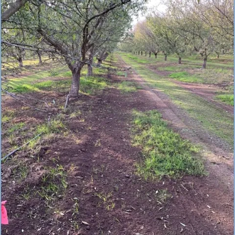 Adolfo Coyotl. Dairy compost applied in an almond orchard. 