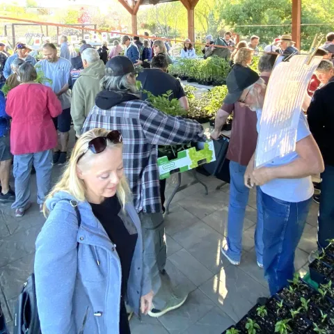 Plant sale customers milling between tables of vegetable plant starts under a pergola.