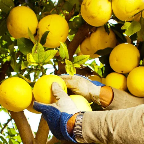 Citrus Fruit Tree