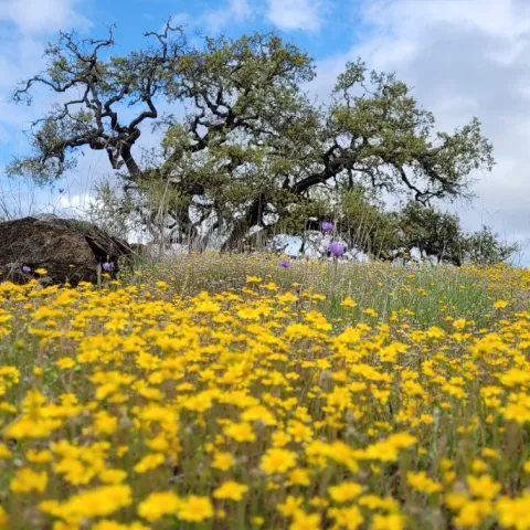 Spring wildflowers in grassland and oak tree