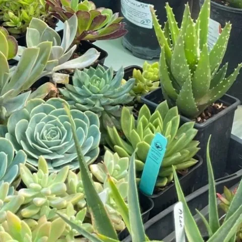 Succulents