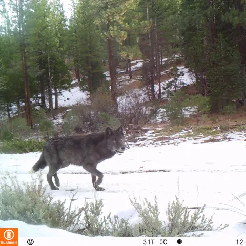 A black wolf walks on snowy path through forest