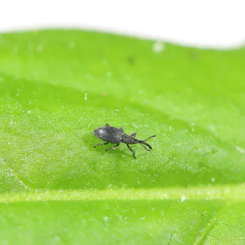 A small grey beetle with a long snout that curves downward standing on a green yellow starthistle leaf.