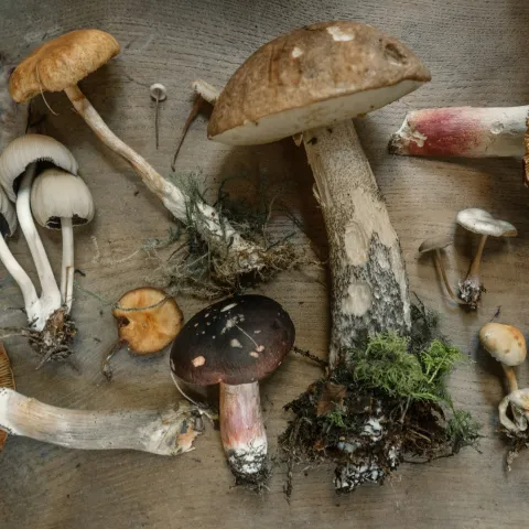 a variety of mushrooms