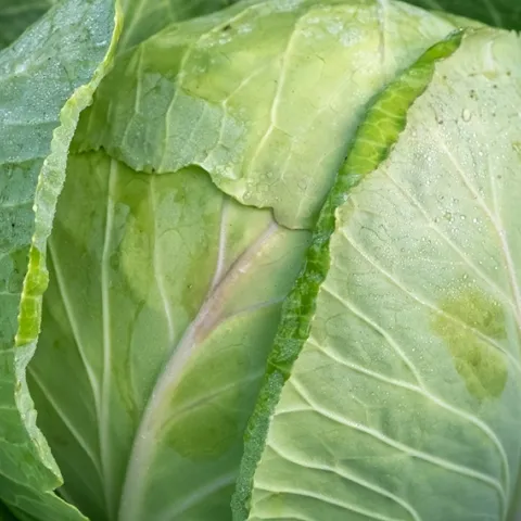 Information on how to successfully grow cabbage in your garden