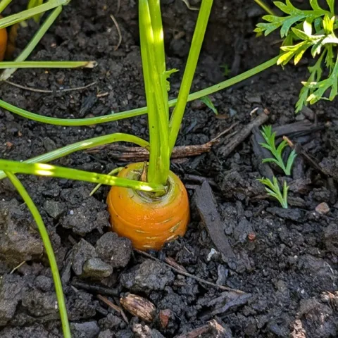 tips for growing carrots in your home food garden