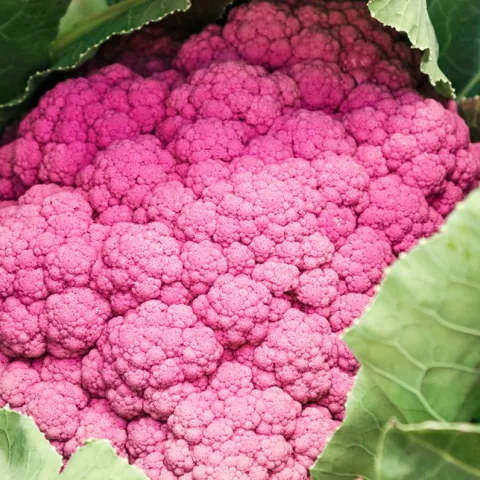 Expert tips to grow cauliflower in Sonoma County home gardens