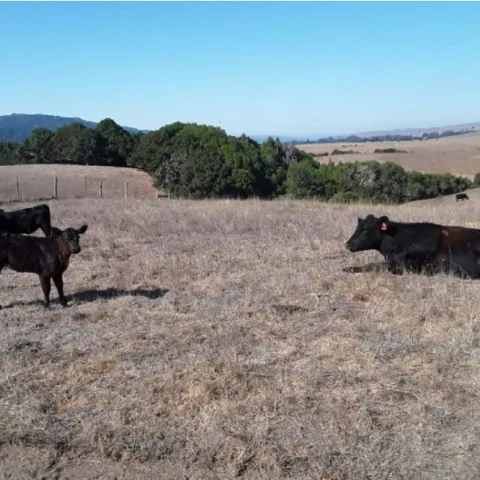 cows grazing on a dry field