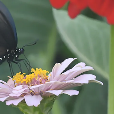 A pipevine swallowtail in a Vacaville garden. (Photo by Kathy Keatley Garvey)