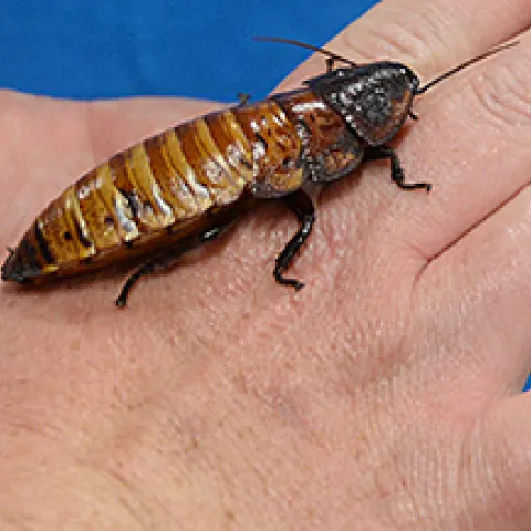 A Madagascar hissing cockroach, part of the Bohart Museum of Entomology's display at the 2025 UC Davis Picnic Day.