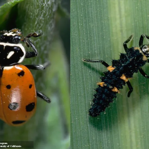 Lady beetle and larva on green leaves
